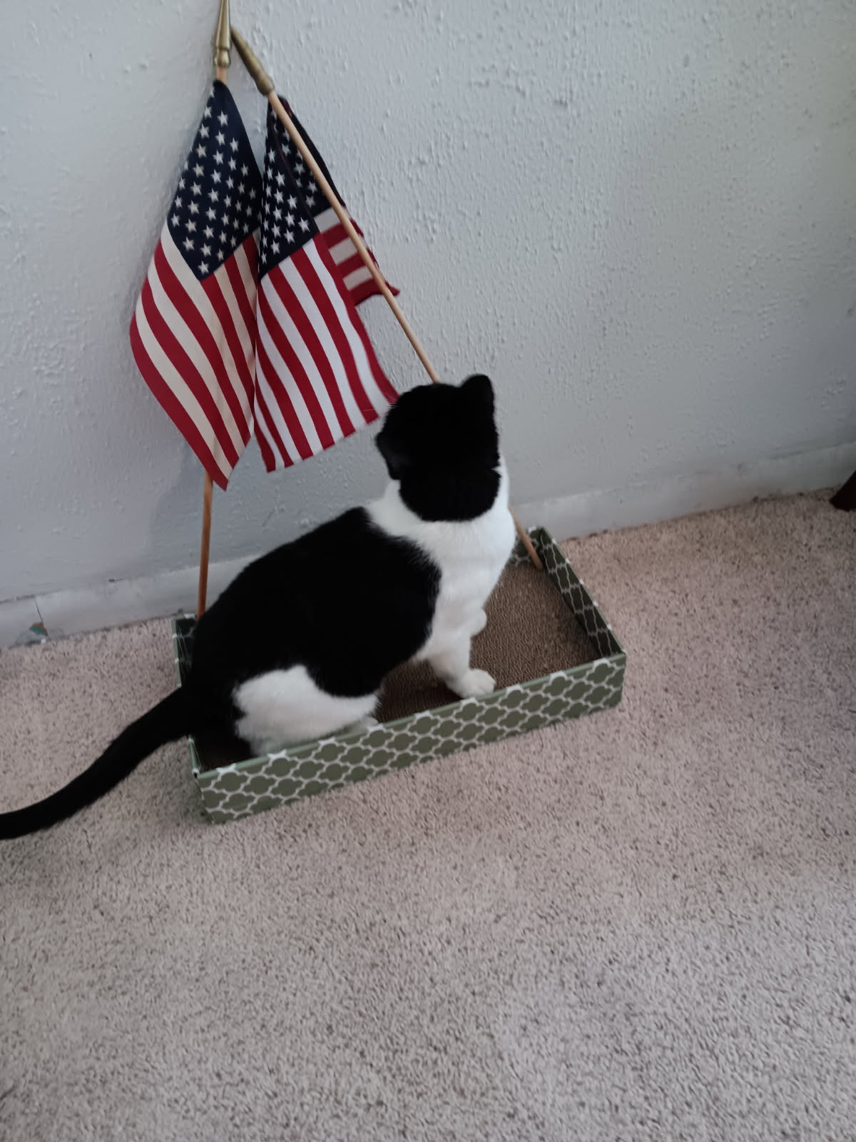 4th of July, Colorado, cat, Cleo